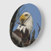 Naher Kopfschoß des Bald-Adlers Große Wanduhr (Winkel)