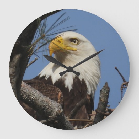 Naher Kopfschoß des Bald-Adlers Große Wanduhr (Vorderseite)