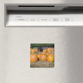 Naher Kürbisanfall Magnet (In Situ (Geschirrspüler))