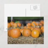 Naher Kürbisanfall Postkarte (Vorne/Hinten)