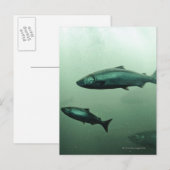 Naher Lachslauf Postkarte (Vorne/Hinten)