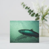 Naher Lachsstoß 2 Postkarte (Stehend Vorderseite)