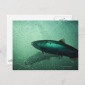 Naher Lachsstoß 2 Postkarte (Vorne/Hinten)