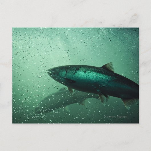 Naher Lachsstoß 2 Postkarte (Vorderseite)