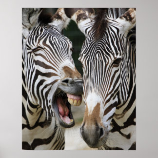 naher Leiter von zebras, Equus Sp., Berlin Poster