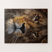 Naher Löwe, erwachsener Mann Puzzle (Horizontal)