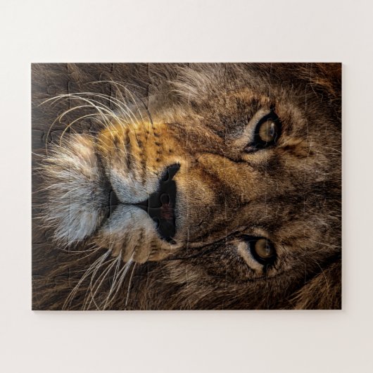 Naher Löwe, erwachsener Mann Puzzle (Horizontal)