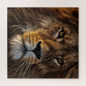 Naher Löwe, erwachsener Mann Puzzle (Horizontal)