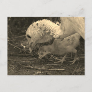 Naher nachsehen - postkarte
