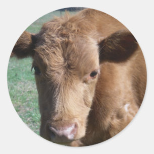 Naher Niedlicher Kalbsaufkleber Runder Aufkleber