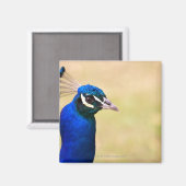 Naher Pfau 2 Magnet (Vorderseite/Rückseite)