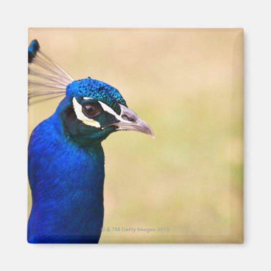 Naher Pfau 2 Magnet (Vorne)