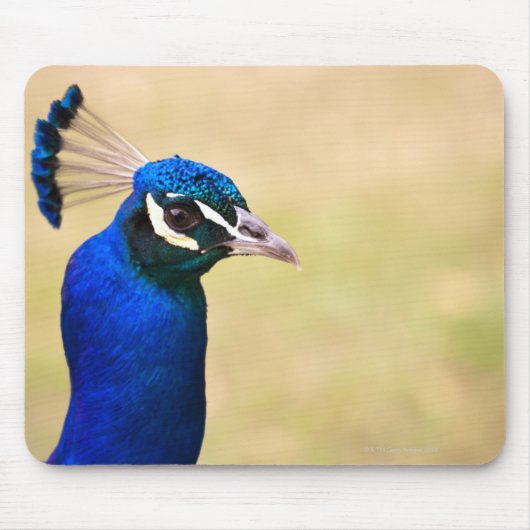 Naher Pfau 2 Mousepad (Vorne)