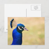 Naher Pfau 2 Postkarte (Vorne/Hinten)
