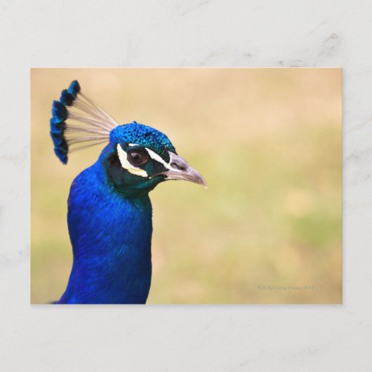 Naher Pfau 2 Postkarte (Vorderseite)