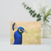 Naher Pfau 2 Postkarte (Stehend Vorderseite)