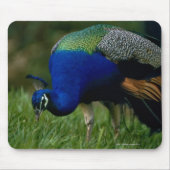 Naher Pfau Mousepad (Vorne)