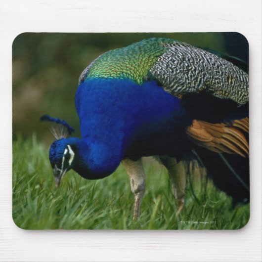 Naher Pfau Mousepad (Vorne)