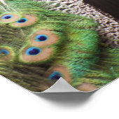 Naher Pfau Poster (Ecke)