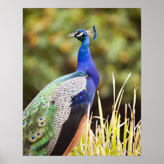 Naher Pfau Poster