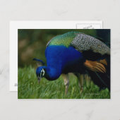 Naher Pfau Postkarte (Vorne/Hinten)