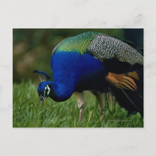 Naher Pfau Postkarte (Vorderseite)