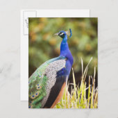 Naher Pfau Postkarte (Vorne/Hinten)