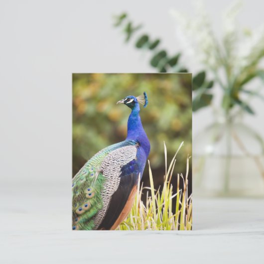 Naher Pfau Postkarte (Stehend Vorderseite)
