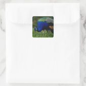 Naher Pfau Quadratischer Aufkleber (Tasche)