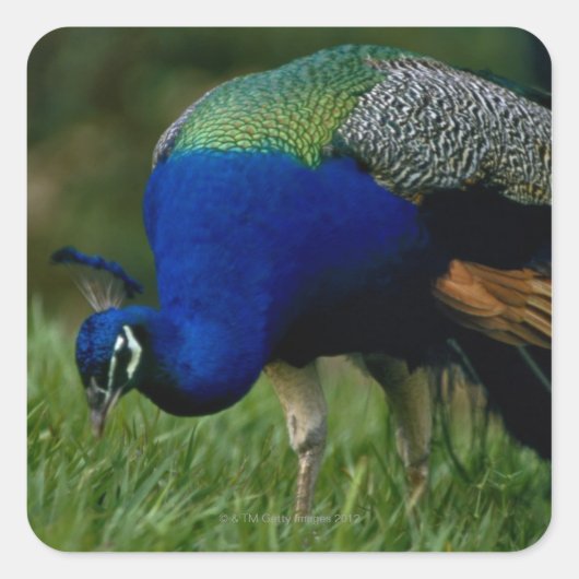 Naher Pfau Quadratischer Aufkleber (Vorderseite)