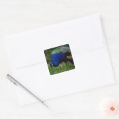 Naher Pfau Quadratischer Aufkleber (Umschlag)