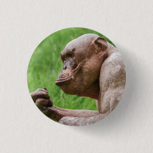 Naher Schimpanse ohne Haare Button
