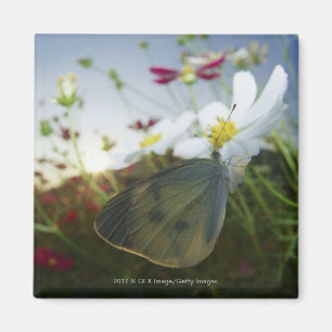 Naher Schmetterling auf Blume Magnet