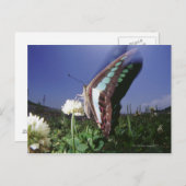 Naher Schmetterling auf der Blume, Flügelschlag Postkarte (Vorne/Hinten)