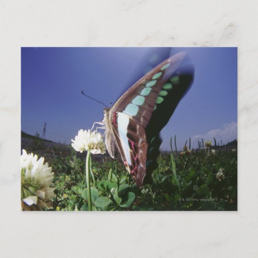 Naher Schmetterling auf der Blume, Flügelschlag Postkarte (Vorderseite)