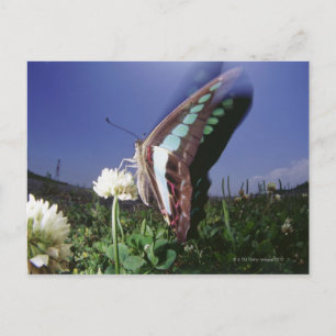 Naher Schmetterling auf der Blume, Flügelschlag Postkarte