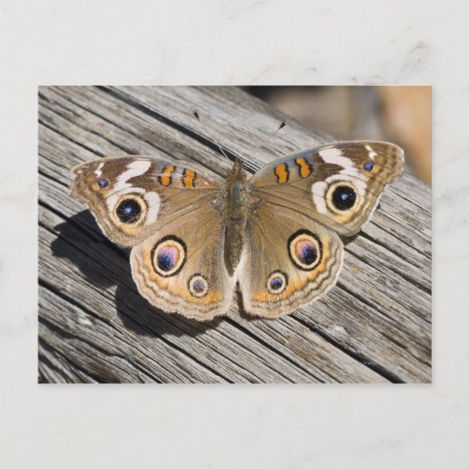 Naher Schmetterling (Junonia) Postkarte (Vorderseite)
