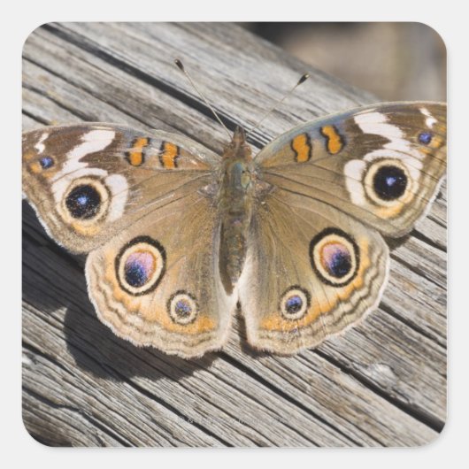 Naher Schmetterling (Junonia) Quadratischer Aufkleber (Vorderseite)