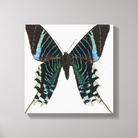 Naher Schmetterling Leinwanddruck (Vorderseite)