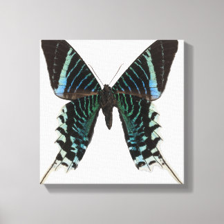 Naher Schmetterling Leinwanddruck