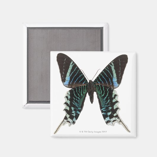 Naher Schmetterling Magnet (Vorderseite/Rückseite)