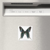 Naher Schmetterling Magnet (In Situ (Geschirrspüler))