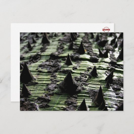 Naher Spiky Kapok Tree Trunk: Funchal Madeira Postkarte (Vorne/Hinten)