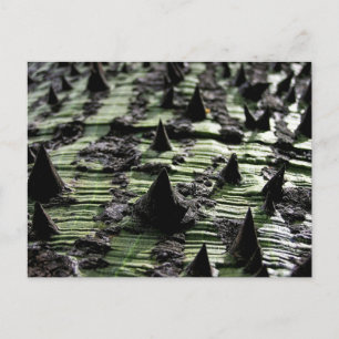 Naher Spiky Kapok Tree Trunk: Funchal Madeira Postkarte