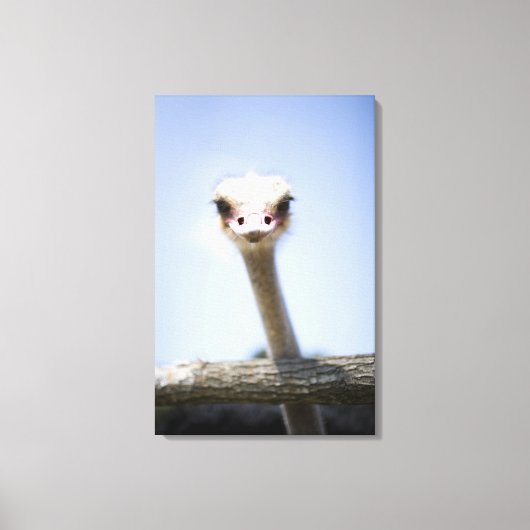 Naher Straußenkopf Leinwanddruck (Vorderseite)