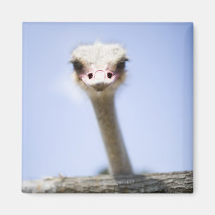 Naher Straußenkopf Magnet