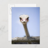 Naher Straußenkopf Postkarte (Vorne/Hinten)