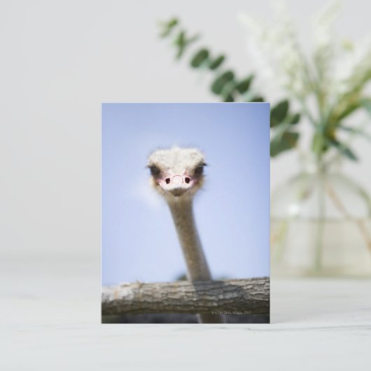Naher Straußenkopf Postkarte (Stehend Vorderseite)