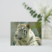 Naher Tiger Postkarte (Stehend Vorderseite)