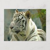 Naher Tiger Postkarte (Vorderseite)